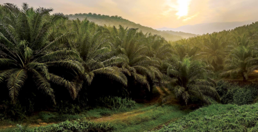 Oil Plantation DutaLand Berhad